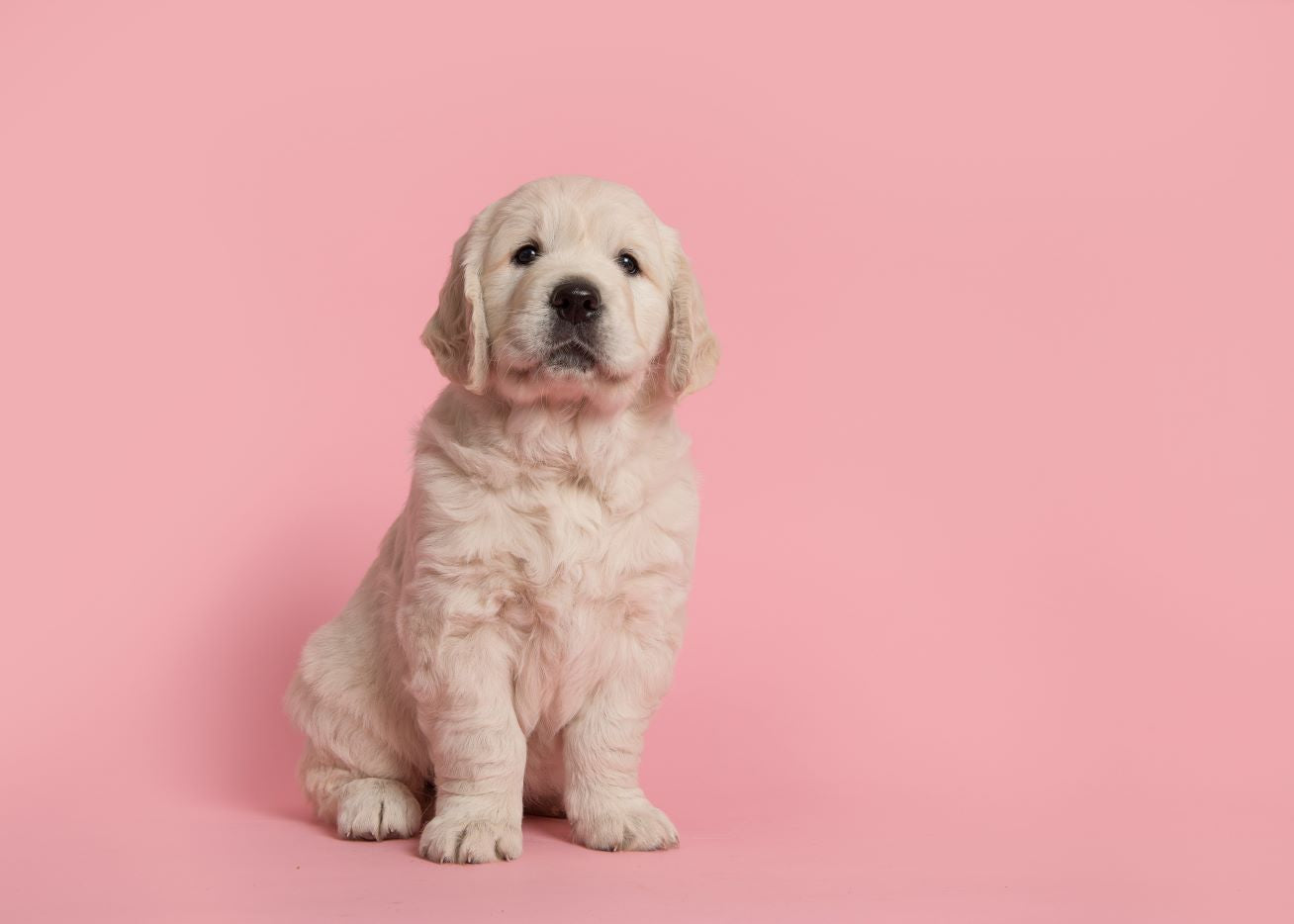 A picture of a puppy with a pink background